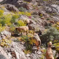 کشک گوسفندی