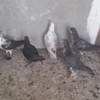 کبوتر سینه سفید