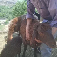 بره نر