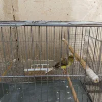 پرنده قناری