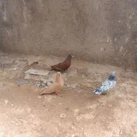 زردو سرخ و سرور نر