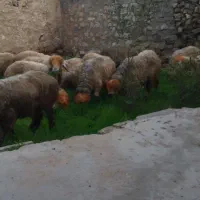 فروش ۶۰رس میش ۳۰تا بره معاوضه ماشین صفر یا خونه