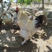 نیمچه برهما و خروس غول پیکر