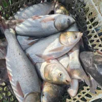 فیتوفاک کپور وماهی های پرورشی|ماهی|یزد, |دیوار