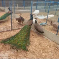 انواع نژاد های طاووس در سنین مختلف