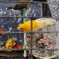 قناری آواز خوان