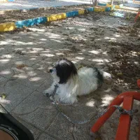 سگ گمشده|حیوانات|گیلان غرب, |دیوار