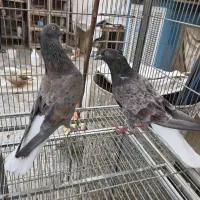 ۵ عدد سرور دم سفید عتیقه درشت