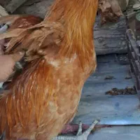 فروش مرغ وخروس