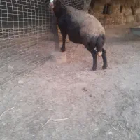 یه راس شیشک درجه  یک ابست