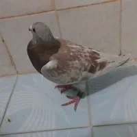 کبوتر ۲ میلون پلاک دار