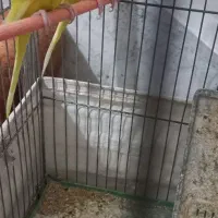 فروش یک جفت مرغ عشق