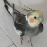 پرنده گمشده