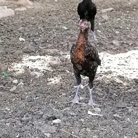 5عدد جوجه 4ماهه 1لاری و 1پاپر و 3محلی