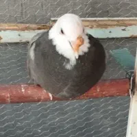 گمشده