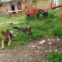 سگ ژرمن شپرد اصیل به شرط