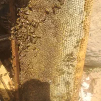 عسل درجه یک بدون شکر