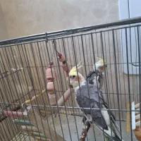 عروس هلندی