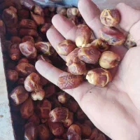 زاهدی درجه ۲