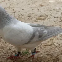 پرنده|پرنده|بجنورد, |دیوار