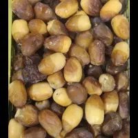 رطب عسلی سطلی و  سبدی ، خشت