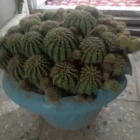 گل کاکتوس