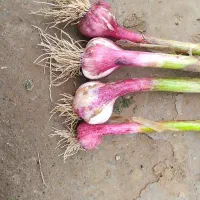 کارگر برای برش سیر