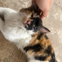 واگذاری گربه dsh