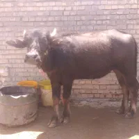 گوساله گاومیش