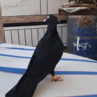 زاغ آبادانی جفت