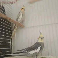 یک جفت عروس هلندی