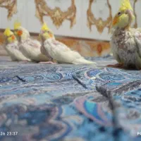 عروس هلندی