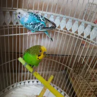 مرغ عشق