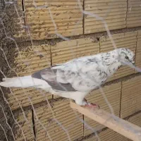 کفتر|پرنده|خرمدره, |دیوار