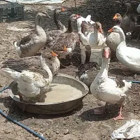 غاز ۱۴ عدد تخم گذار