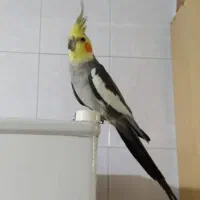عروس هلندی نر سخنگو