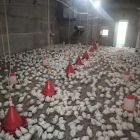 جوجه بلدرچین