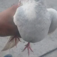 کبوتر‌طوقی‌ابی‌نر