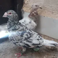 کبوتر ) کفتر