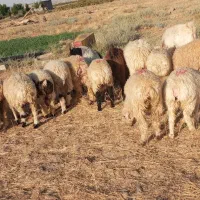 بره سبک و بزغاله چاق
