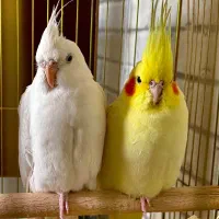 پرنده عروس هلندی ( مولد) دو عدد