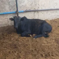 گوساله گیلک