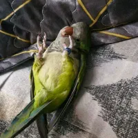 طوطی راهب سبز