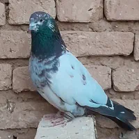 کبوتر نر