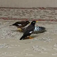 مینا بالغ سخنگو