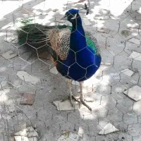 پرورش عروس و...