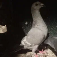 الماسی خط سفید ابلق و طوقی