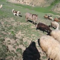 فروشی|اسب و تجهیزات اسب‌سواری|خلخال, |دیوار