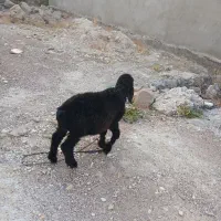 سما