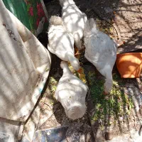 ۴غوغاز 4ماه دونه نهصد تومان به فروش میرسدفوری